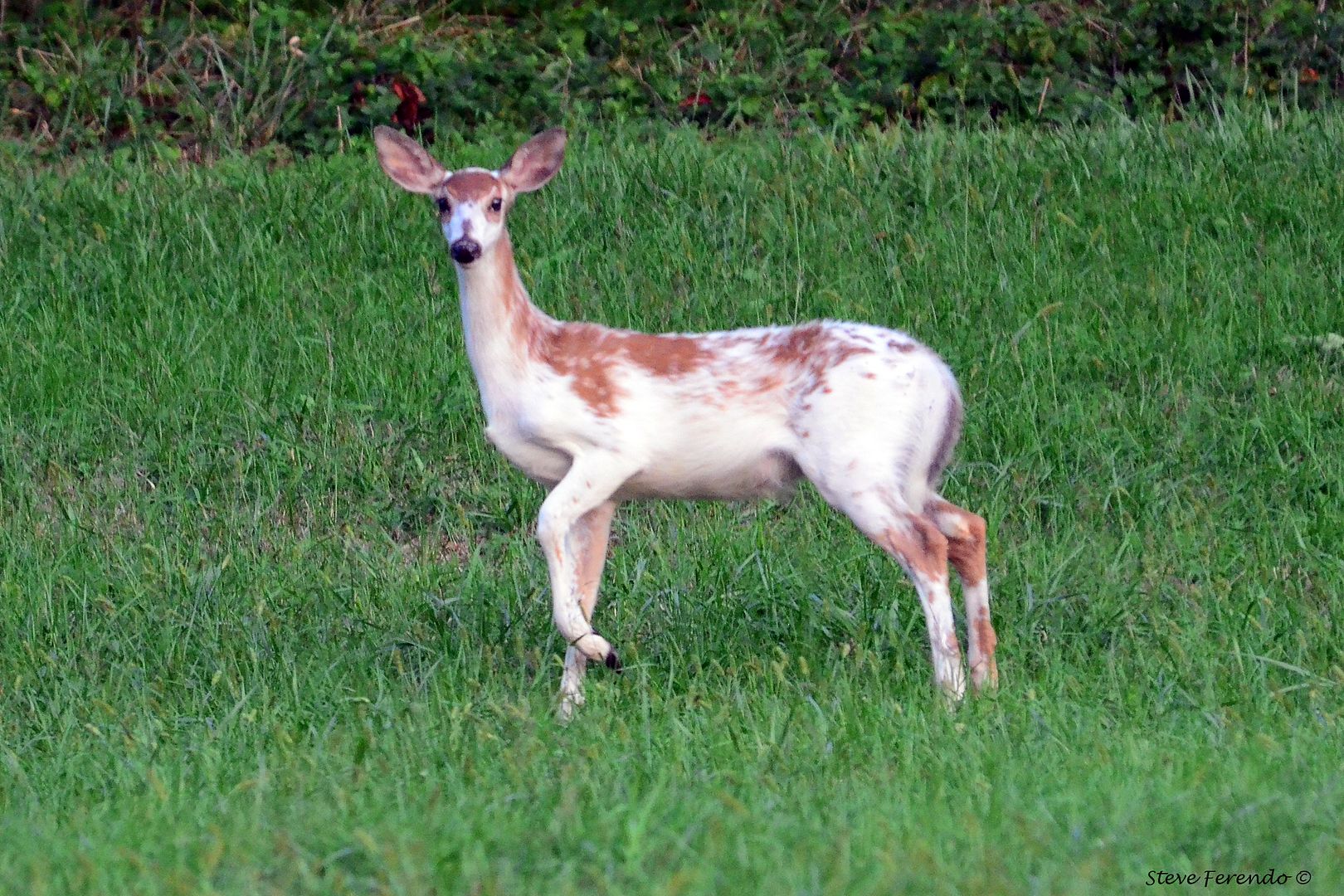 "Natural World" Through My Camera First Piebald Fawn Of 2011...